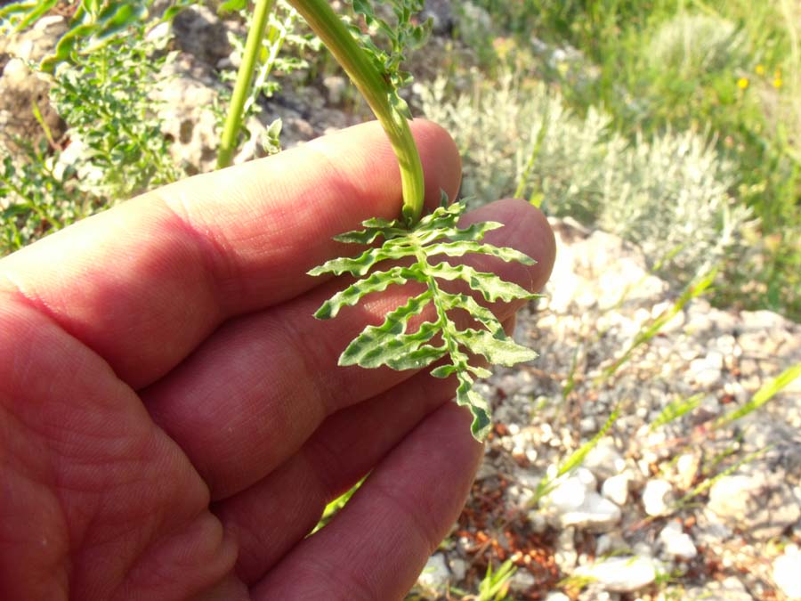Confronto tra due Reseda: R. lutea e R. alba